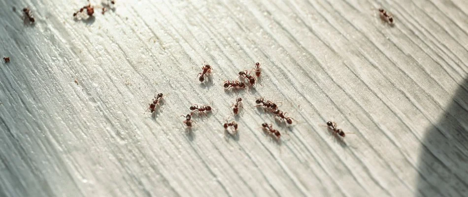 Many ants on plank flooring in Bothell, WA.