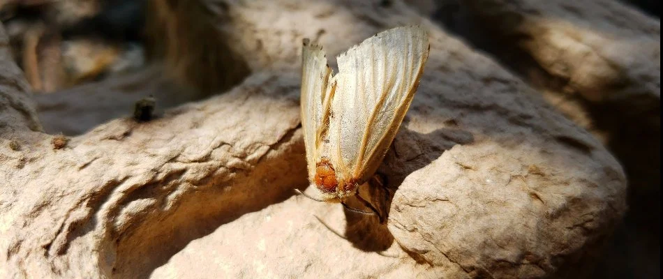 Moth in Bremerton, WA, sitting on a wood.