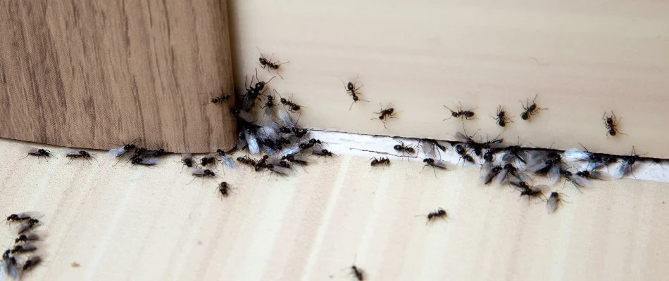 Odorous house ants on the floor in Bremerton, WA.