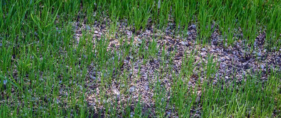 Patchy lawn in Bremerton, WA, with grass seeds.