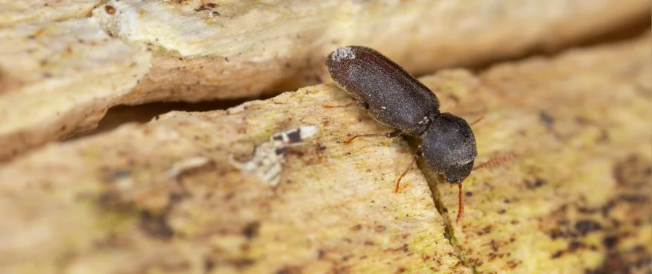 Powderpost beetle crawling on piece of wood in Bremerton, WA.