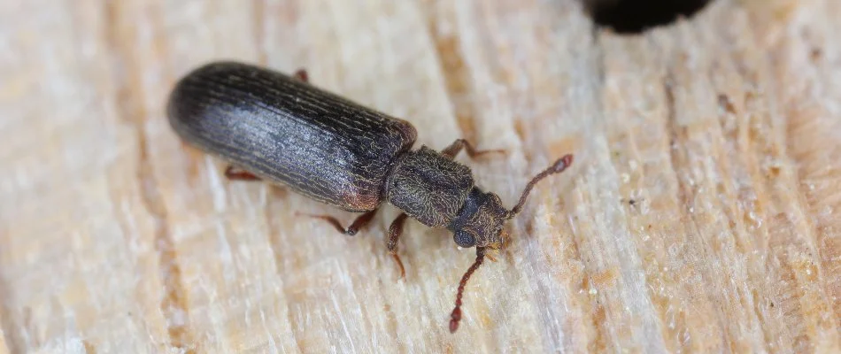 Powderpost beetle on the ground in Bremerton, WA.