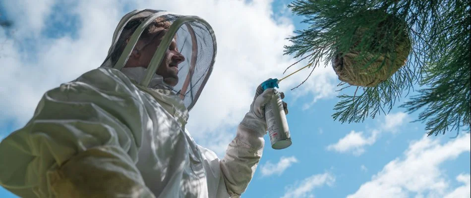 Wasp nest in Bremerton, WA, being treated with pest control by a professional.