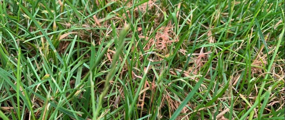 Red thread disease on a lawn in Bremerton, WA.