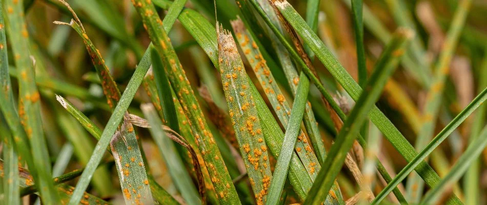 Red thread disease on a grass blades in Bremerton, WA.