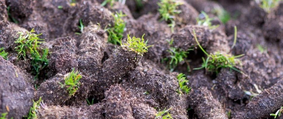 Soil plugs from a lawn in Bremerton, WA, after core aeration.