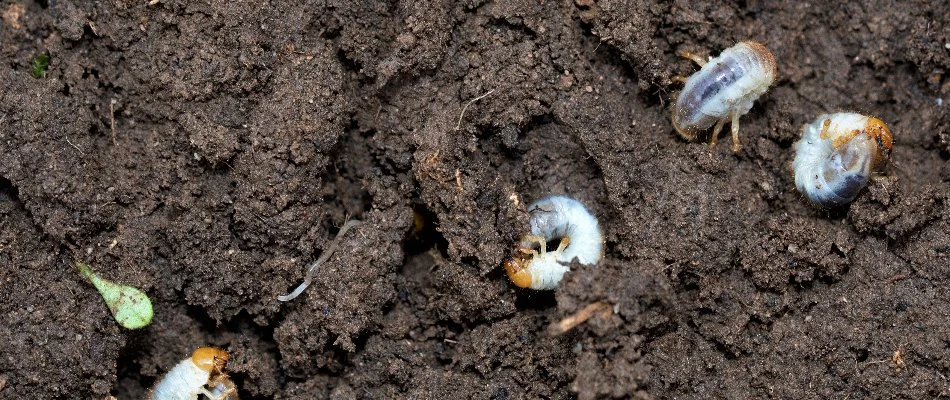 Soil in Bremerton, WA, with four white grubs.