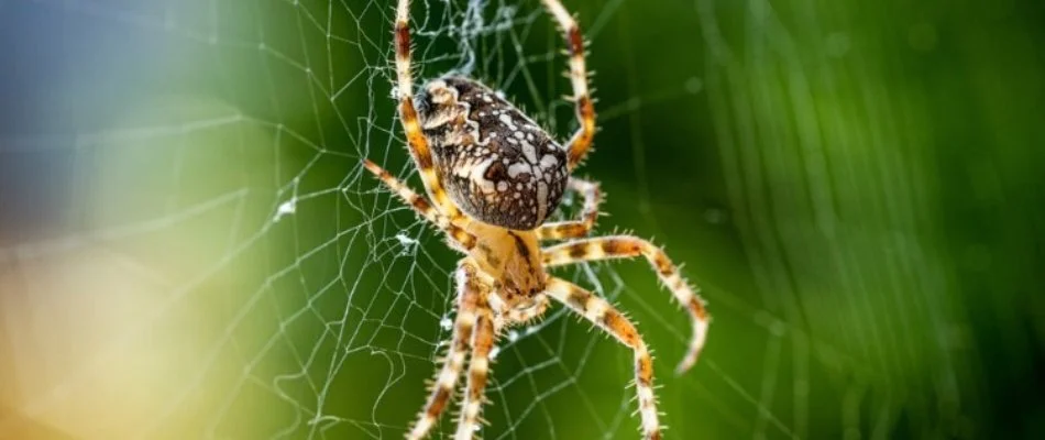 Spider in Bremerton, WA, on its web.