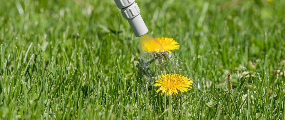 Spraying dandelion on a lawn in Bremerton, WA, with weed control treatment.