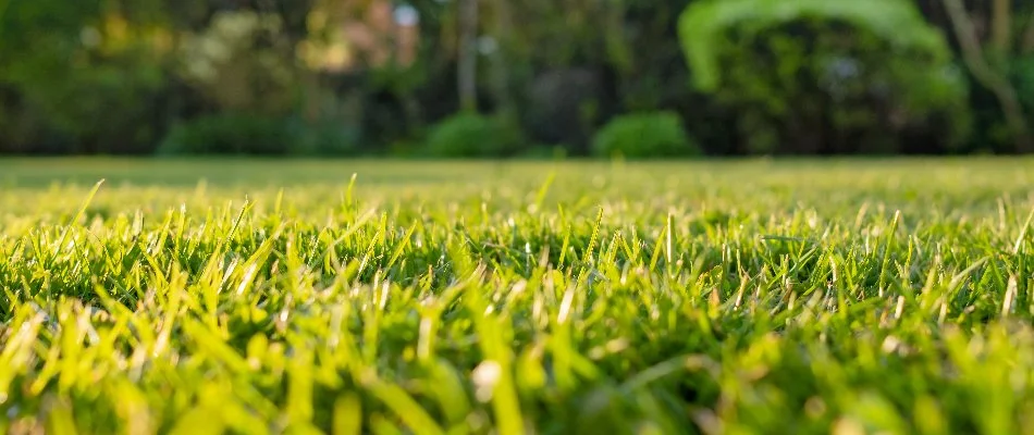 Thick green grass blades in King County, WA.