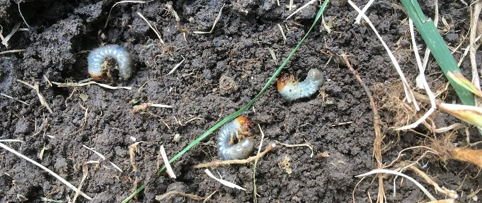 Three white grubs on the soil under a lawn in Bremerton, WA.