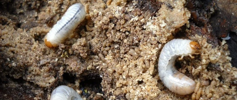 Three white grubs on the soil in Bremerton, WA.