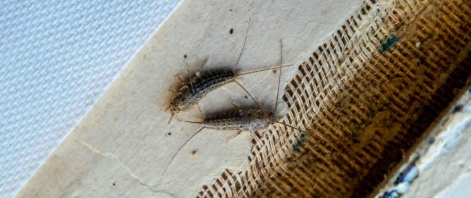 Two silverfish on a damaged wall in Bremerton, WA.