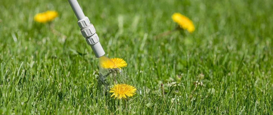 Weed control treatment being applied on a dandelion on a lawn in Kitsap County, WA.