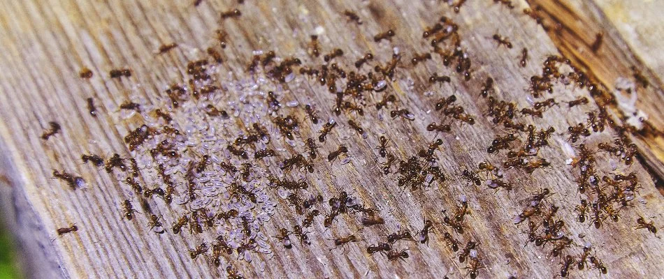 Wood in Bremerton, WA, covered in moisture ants.