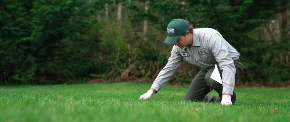 Worker checking for moles on lawn in Bremerton, WA.