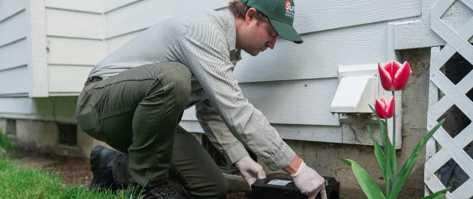 Worker checking rat trap in Steilacoom, WA.