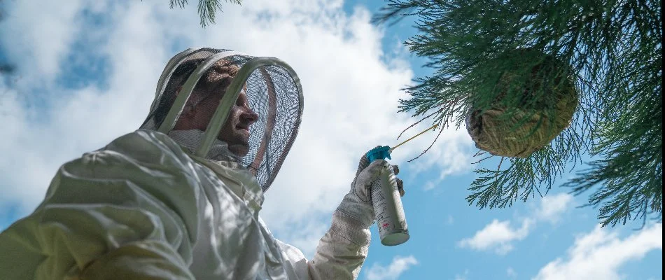 Worker in a bee suit spraying a hive in Bainbridge, WA.