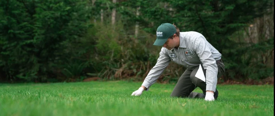 A worker in Sequim, WA, inspecting a lawn for moles.