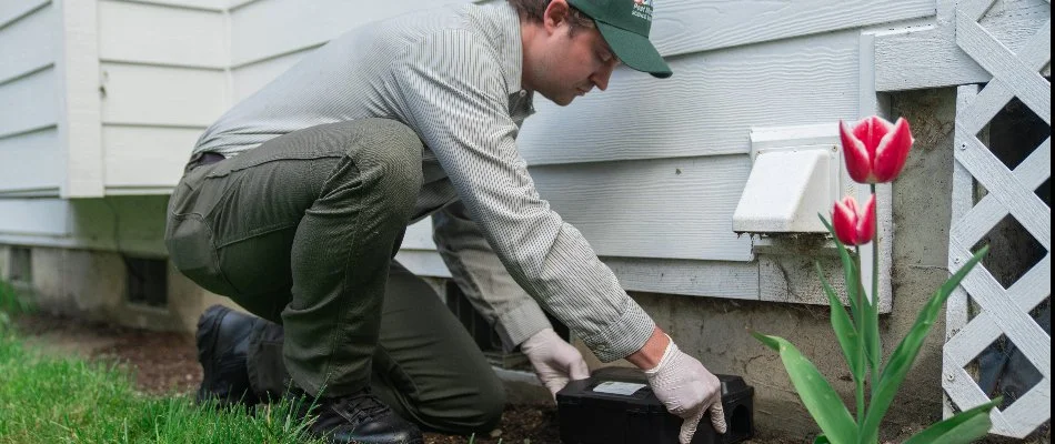 A worker placing a rodent trap along a house in Port Townsend, WA.