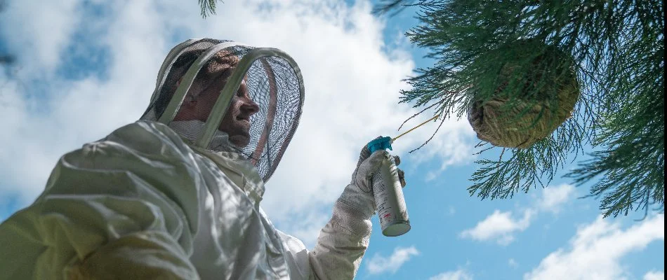 Worker in Bremerton, WA, spraying a wasp nest with a treatment.