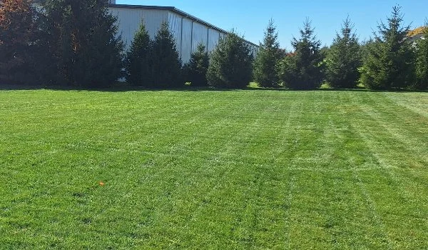 Green lawn in Bellevue, WA after lawn fertilization treatment.