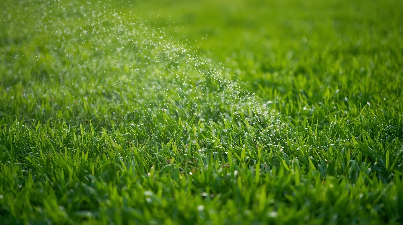Lawn Fertilization