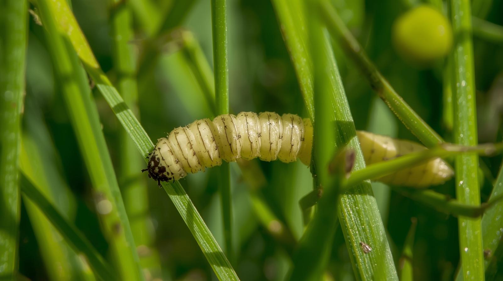 Sod webworm caterpillar on grass blades