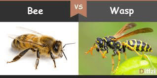 Sunrise Pest Management | Difference of Wasps and Bees