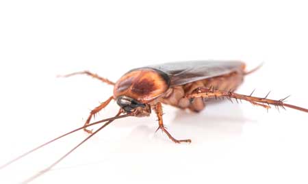 Sunrise Pest Management | Cockroach