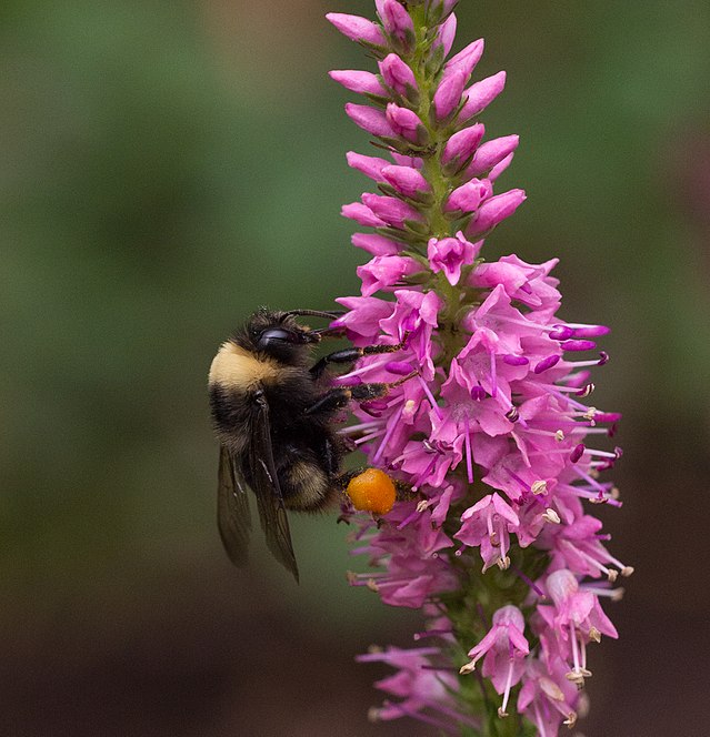 A bumble bee resting on a tall pink flower