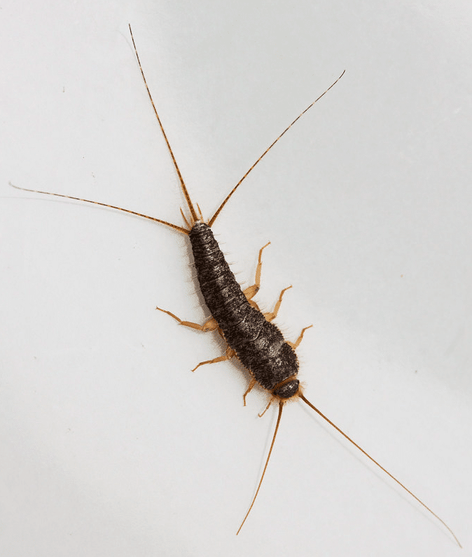 A silverfish on a white background