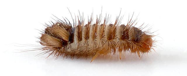 carpet beetle larva on a blank background