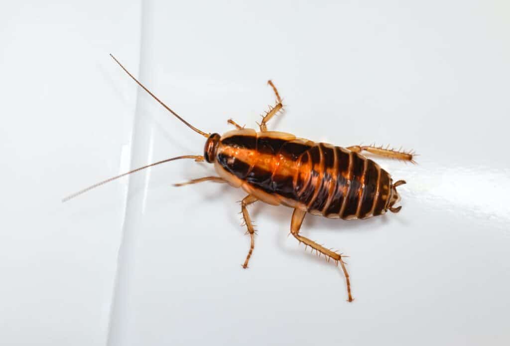 Cockroaches in Washington | Sunrise Pest and Turf Management