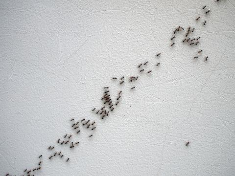 Read more about the article Odorous House Ants: Identification, Treatment, and Prevention