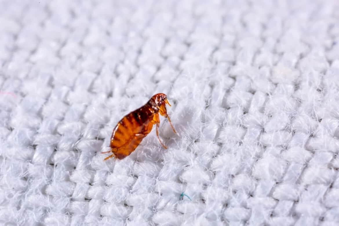 Read more about the article How to Treat and Prevent a Flea Infestation