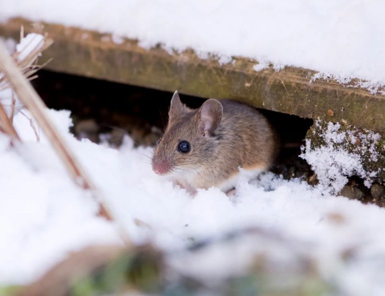 Read more about the article Pest-proofing Your Home Before the Winter