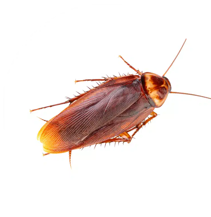 cockroach