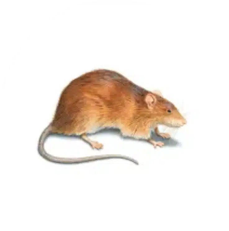 rat v